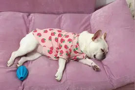 法斗这几种表现是在向你求救图片