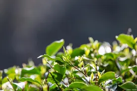 什么茶叶公认最好喝？图片