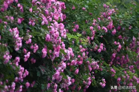 杜牧蔷薇花两首，蔷薇花谢即归来，解读他和歌女张好好的蔷薇爱情图片