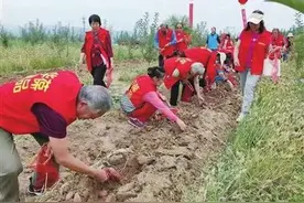 太原尖草坪区宇文村：红薯种植铺就甜蜜路图片