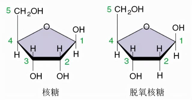 太有用了！高中生物新版必修一全册知识点清单，超详细