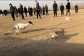 暗访河间“狗撵兔”赌局：每场下注上万元，庄家抽成20%，警方曾两赴赌狗现场，但赌场设施未被拆除图片