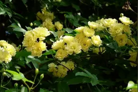 一棵木香花，爬成一面墙，开成花瀑布，仿佛置身“花海”中图片
