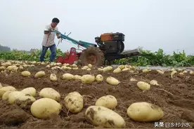 马铃薯到了开花期，记住做好5件事，马铃薯结得多、个头大图片