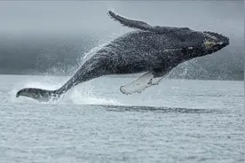 地球上最大的10种动物，你知道几种？图片