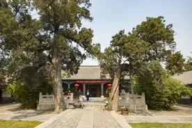 秦桧不是好人，“桧”柏却是好树图片