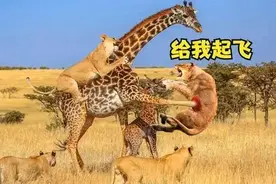 长颈鹿：交配时间最短的动物，雄性靠脖子竞争抱得美人归图片