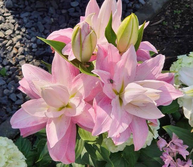 百合开花后该怎么办（百合花开花后别扔掉）