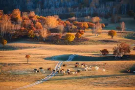 中药里茱萸有两种，重阳节“遍插茱萸”究竟是哪个？图片