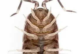 三分钟带你了解鼠妇图片