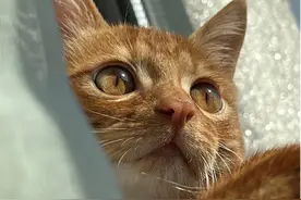 上海一男子用猫“换”3个橙子，自述：可能把萌宠博主当副业，不敢想象没有猫的生活图片