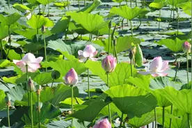 三伏时间表：夏天到了，2023何时入伏？为啥说今年三伏天是加长版图片