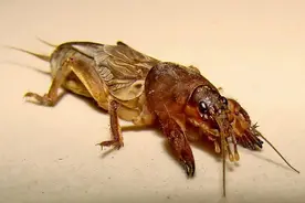 五项全能的昆虫---蝼蛄图片