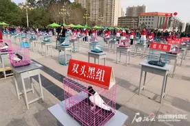 “鸽” 有绝活 焉耆鸽文化旅游节开幕图片