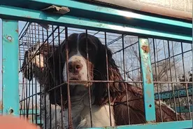 山东：狗肉馆里的一对狗狗，只能互相安慰，获救时已被吓得不敢动图片