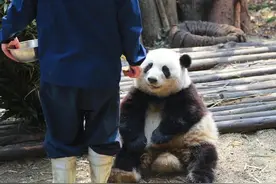 想去成都熊猫基地看花花，她几点上班？几点睡觉？都需要做好攻略图片