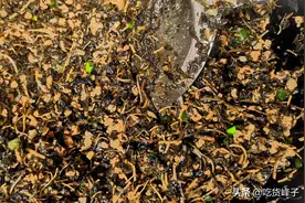 夏天，这5种蔬菜晒干后味道翻倍，炒肉炖肉特香！放一年都不坏图片