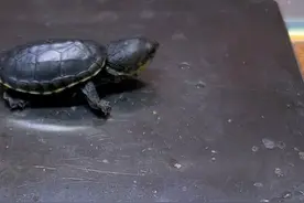 950一克，价超黄金！各国买家争相购买的窄桥龟，凭什么这么贵？图片