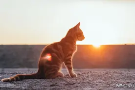 夏日太阳太毒辣！猫咪晒太阳真没事吗？如何避免猫咪被太阳晒伤？图片