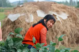 有一种母爱叫婶娘 ，二十年后，我到哪里报答您！图片