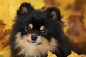 老男人如何哄女人开心图片