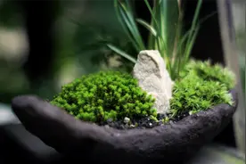 怎么样才能让盆景里的苔藓不死？保持4个“生命元素”，就能养好图片