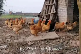 正宗的土鸡都有这四大特征，看完就知道为什么农民很少养土鸡了图片