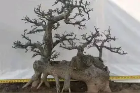采挖树桩，新手适宜哪些树种？了解这4点，盆景蓄剪才有好效果图片