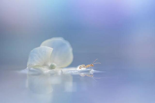 太震撼！适马105mm微距镜头下的梦幻蚂蚁王国