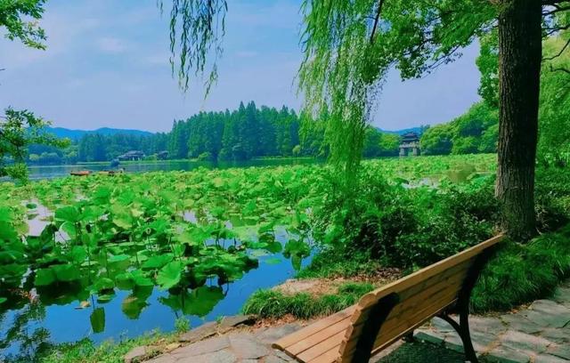 花胶苹果汤 怀孕 花胶苹果汤 怀孕能喝吗