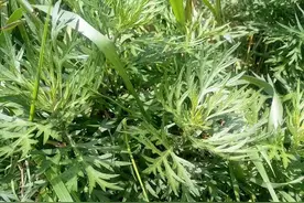 农村菜园常见的蒿草，割来喂猪牛，有人靠它赚钱，卖20元一斤图片