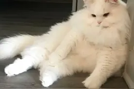 好心女子捡到一只流浪小猫，养着养着，惊喜连连！图片