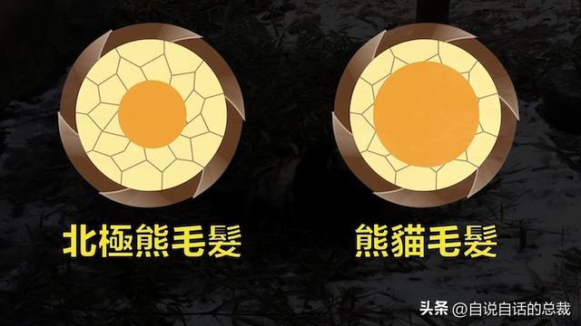 熊猫：真实存在的上古恐惧，为什么只有人类觉得大熊猫很可爱？