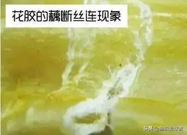 假鱼胶和真鱼胶的区别 假鱼胶炖出来的样子