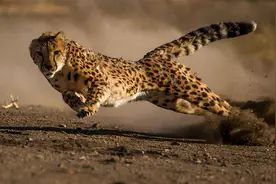 海陆空速度最快的八种动物，猎豹竟然仅排第五图片