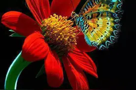 分享图片―漂亮迷人的花蝴蝶图片