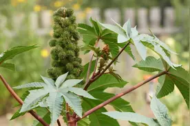 植物可以当武器？中国种植1400年的蓖麻，竟被美国列为战略物资图片