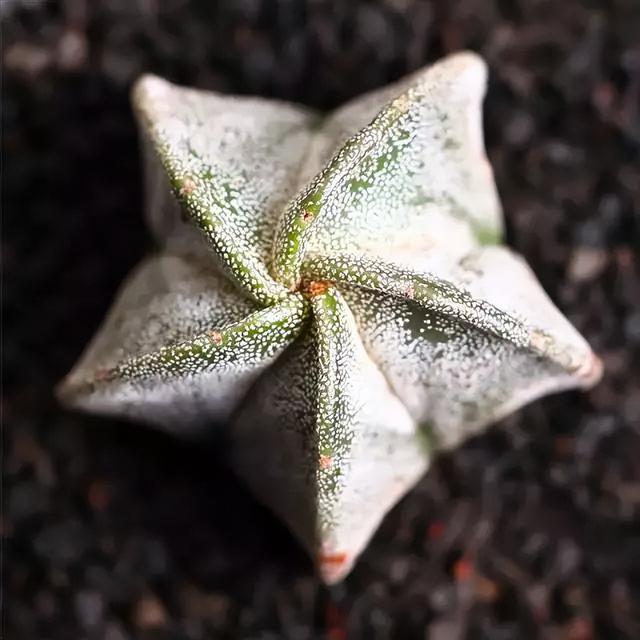 270种常见多肉图谱，一分钟认全！