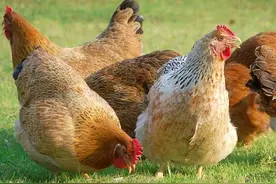 5年以上的老母鸡价值不菲？为什么有人专门跑到出高价农村购买？图片