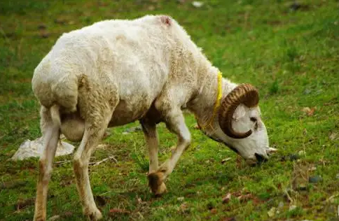 春季羊不吃草怎么办, 羊不吃草,不反刍怎么办? - 冷求网