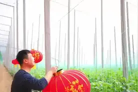 山东潍坊东斟灌村：斟灌彩椒美名扬 蔬菜产业稳增收图片