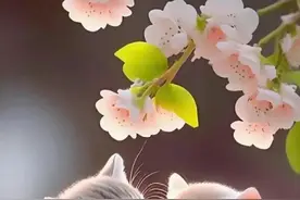 好有爱的画面｜治愈系小猫咪图片