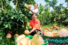「梧州这十年」沃野平畴 硕果累累——我市现代农业十年发展成就巨大图片