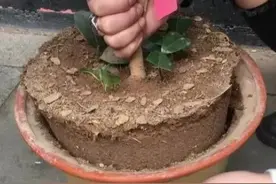 盆土硬得像石头？浇碗自制的肥水，让土壤松软得像面包，种啥啥活图片