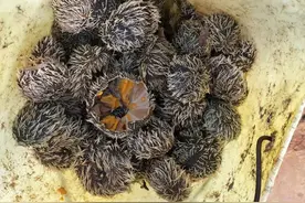 那些年的远洋船员从国外带回来了什么宝贝？图片