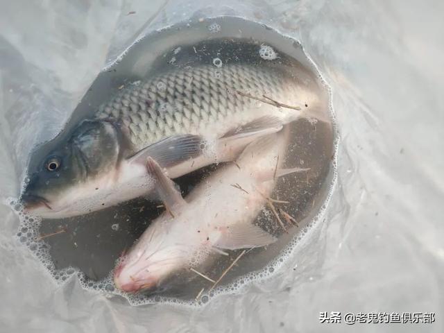 北京上庄水库擒大鲤！过足瘾