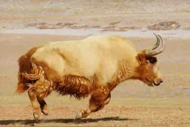 极其罕见：青藏高原冰川中的“黄金神兽”，全球不足300头图片