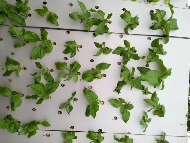 冰菜生物学特性及气雾培生产技术