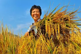 一亩1500元！农民把未成熟小麦割下来当青储，动了谁的“饭碗”？图片