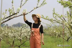 蜂糖李坐果全年管理心得图片